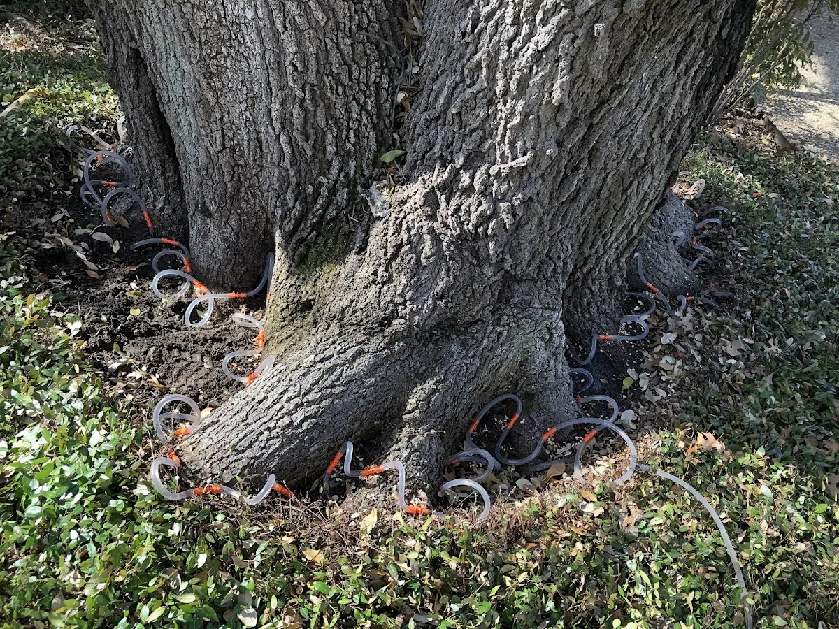 Detailed Tree Cabling and Bracing job site in Grosvenor Dale